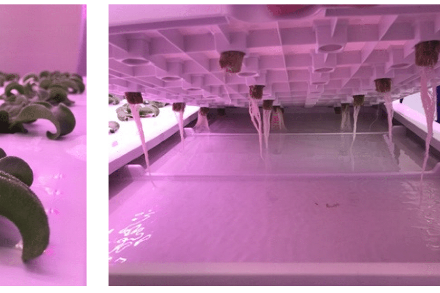 ice factory energy consumption